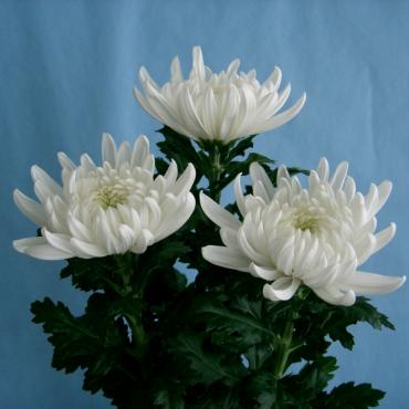菊の最高品種 白粋 花屋ブログ 愛知県名古屋市西区の花屋 親和花園にフラワーギフトはお任せください 当店は 安心と信頼の花キューピット加盟店です 花キューピットタウン