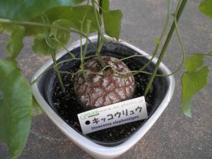 p4090004
