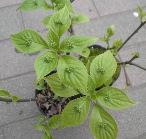 p4110001