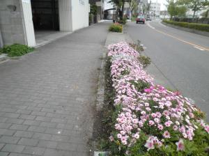 p42600212