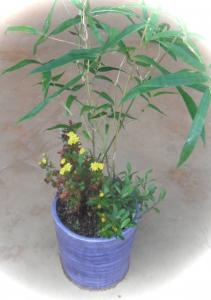 dscf4691