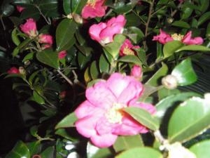 dscf49281