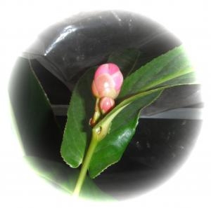 dscf4942