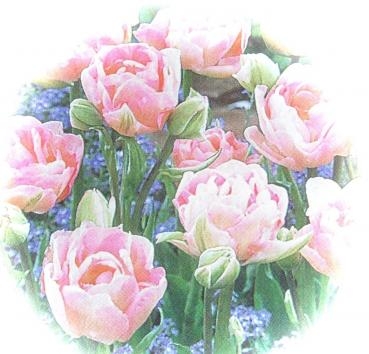 dscf4987
