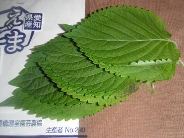 dscf54382