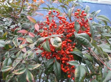 南天映燭 花屋ブログ 愛知県名古屋市西区の花屋 親和花園にフラワーギフトはお任せください 当店は 安心と信頼の花キューピット加盟店です 花キューピットタウン