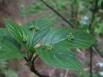 250px-helwingia_japonica_m