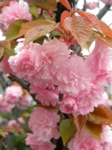 yae-sakura