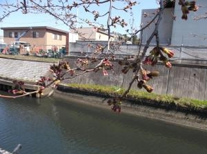 中々咲かない櫻、｜「親和花園」　（愛知県名古屋市西区の花キューピット加盟店 花屋）のブログ