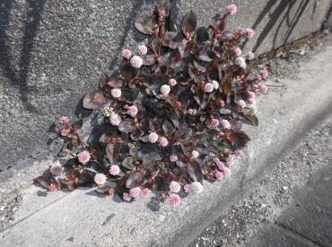 路傍の花（草）｜「親和花園」　（愛知県名古屋市西区の花キューピット加盟店 花屋）のブログ
