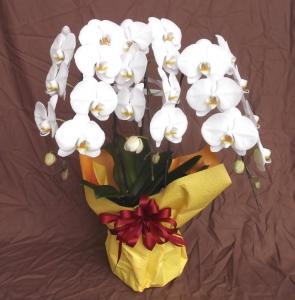 0032