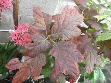 咲いてます ネリネの花が 花屋ブログ 愛知県名古屋市西区の花屋 親和花園にフラワーギフトはお任せください 当店は 安心と信頼の花キューピット加盟店です 花キューピットタウン