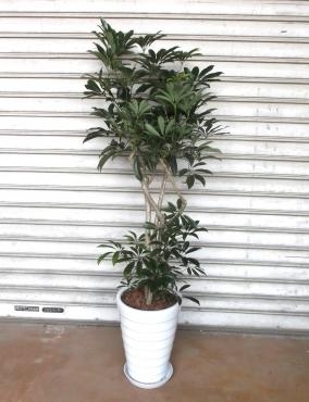 a002