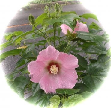 仲間たち！｜「親和花園」　（愛知県名古屋市西区の花キューピット加盟店 花屋）のブログ