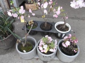 桜盆栽！｜「親和花園」　（愛知県名古屋市西区の花キューピット加盟店 花屋）のブログ