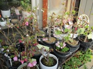 桜、さくら、さくら、、、、｜「親和花園」　（愛知県名古屋市西区の花キューピット加盟店 花屋）のブログ